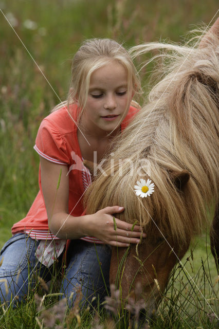 Pony (Equus spp)