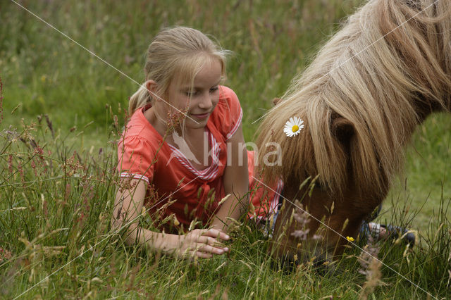 Pony (Equus spp)