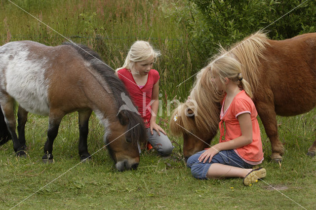 Pony (Equus spp)