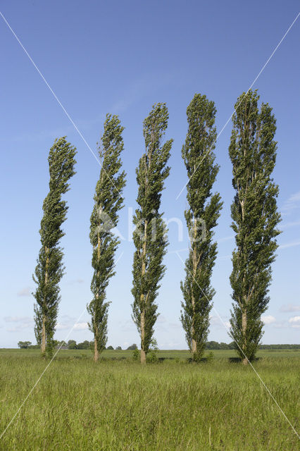 Populier (Populus spec.)