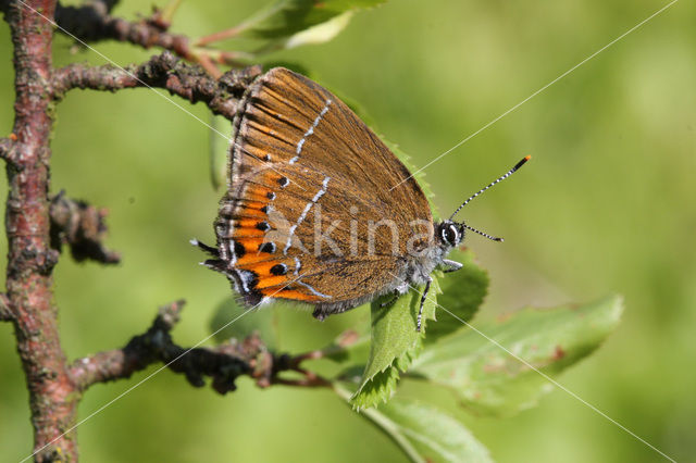 Pruimenpage (Satyrium pruni)