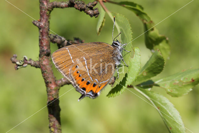 Pruimenpage (Satyrium pruni)