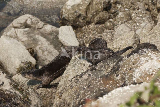 Rivierotter (Lutra canadensis)