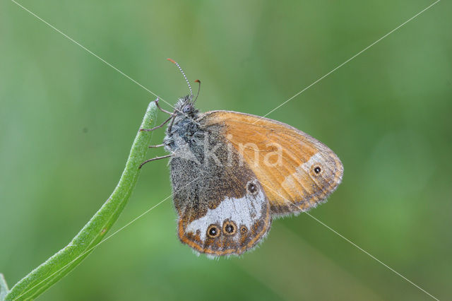 Roodstreephooibeestje (Coenonympha glycerion)