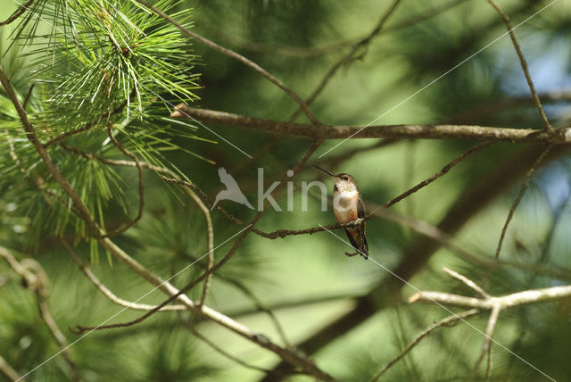 Rosse Kolibrie (Selasphorus rufus)