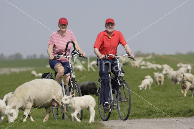 Schaap (Ovis domesticus)