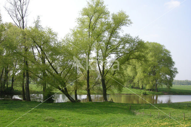 Schietwilg (Salix alba)