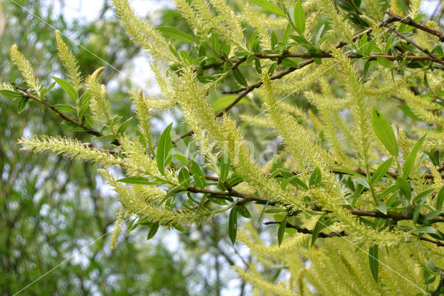 Schietwilg (Salix alba)