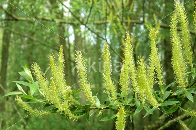 Schietwilg (Salix alba)