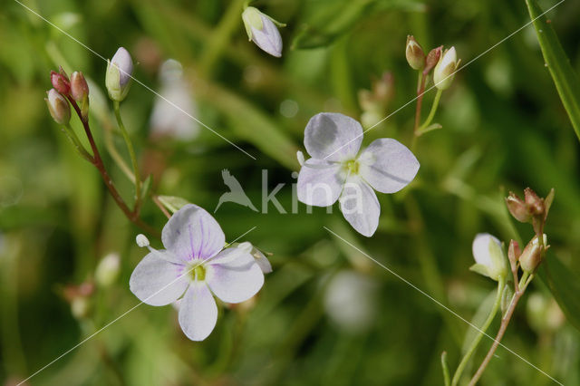 Schildereprijs (Veronica scutellata)