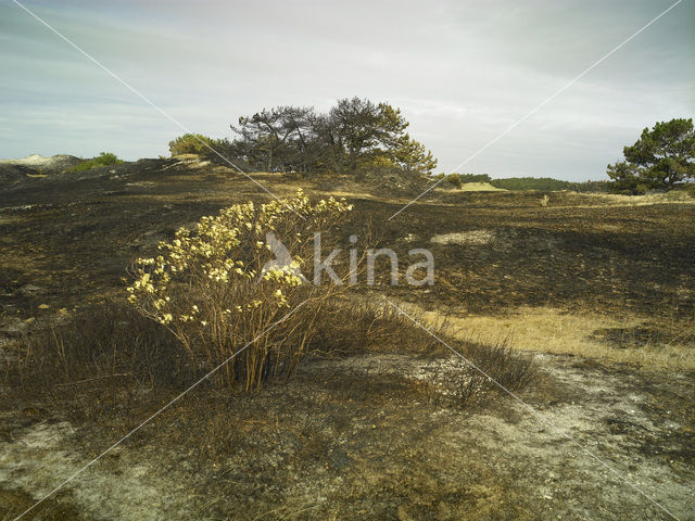 Schoorlse Duinen