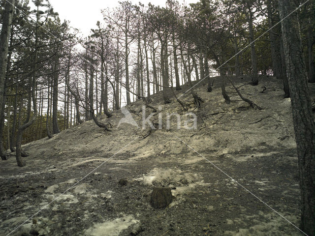 Schoorlse Duinen