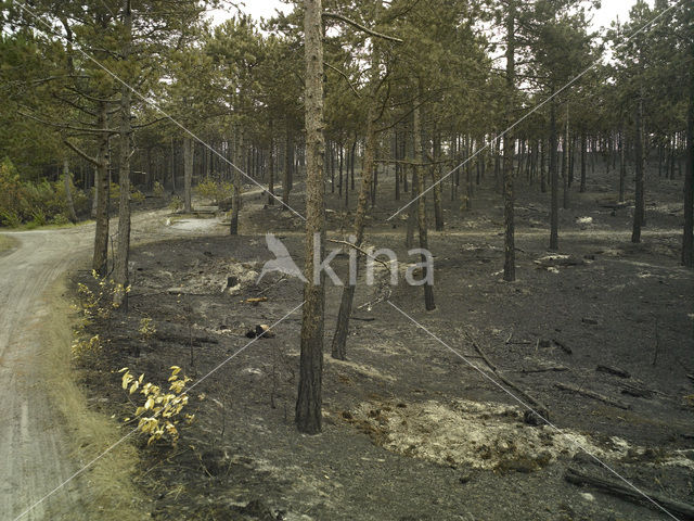 Schoorlse Duinen