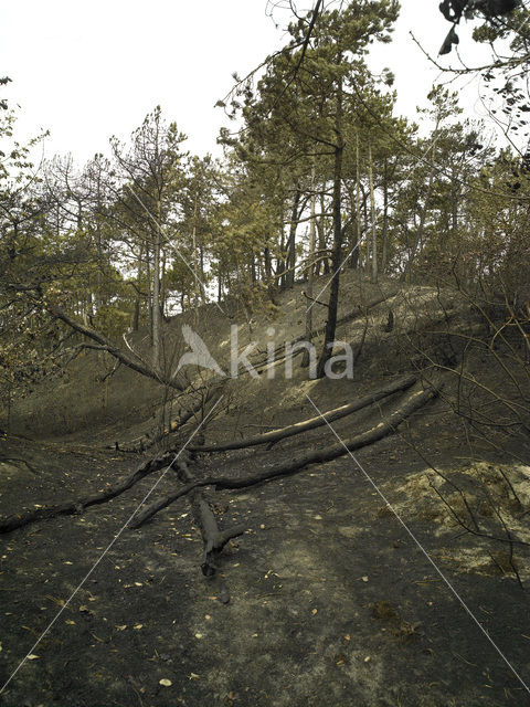 Schoorlse Duinen