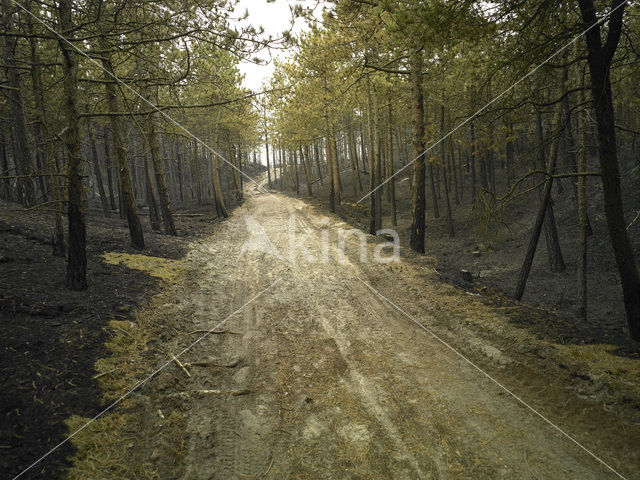 Schoorlse Duinen