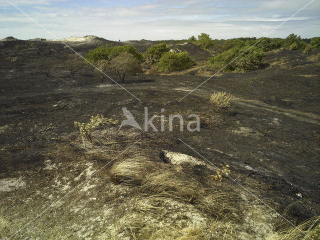 Schoorlse Duinen