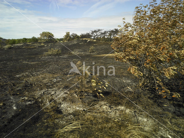 Schoorlse Duinen