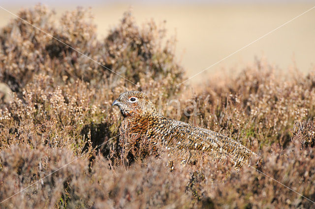 Schots Sneeuwhoen (Lagopus lagopus scoticus)