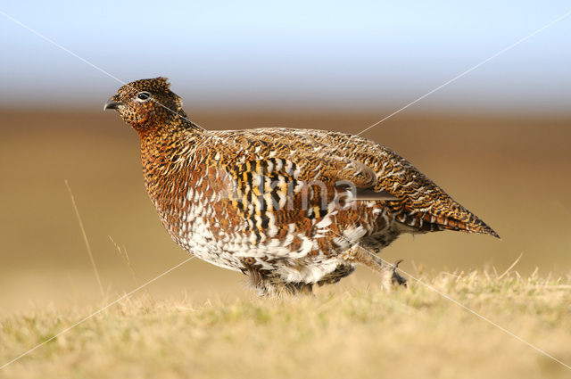 Schots Sneeuwhoen (Lagopus lagopus scoticus)