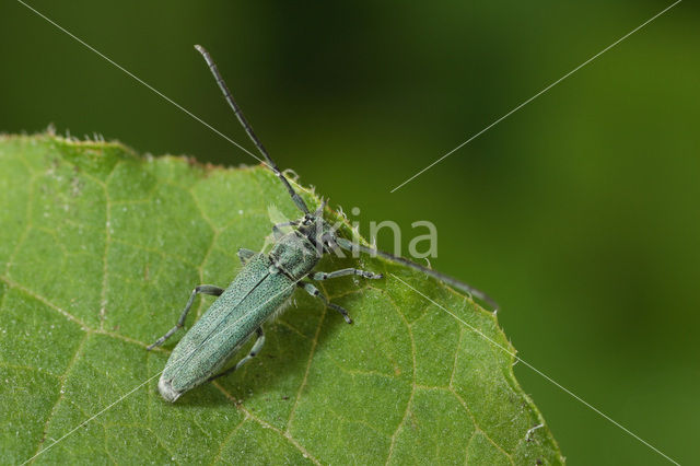 Slangenkruidboktor (Phytoecia coerulescens)