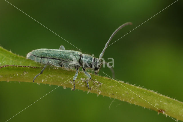 Slangenkruidboktor (Phytoecia coerulescens)