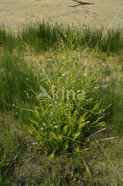 Slanke waterweegbree (Alisma lanceolatum)