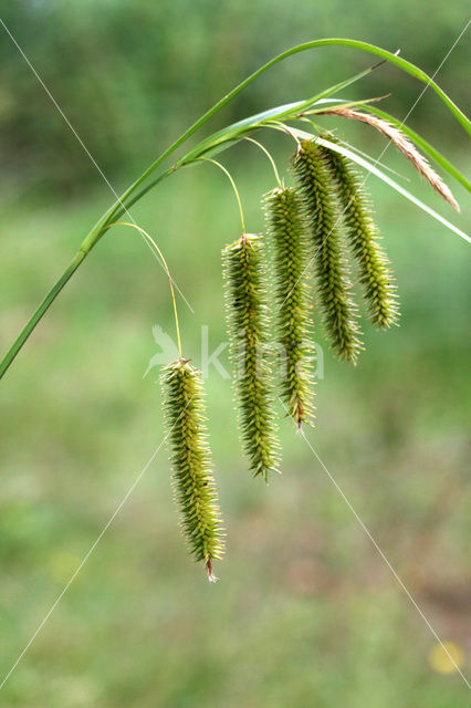 Snavelzegge (Carex rostrata)