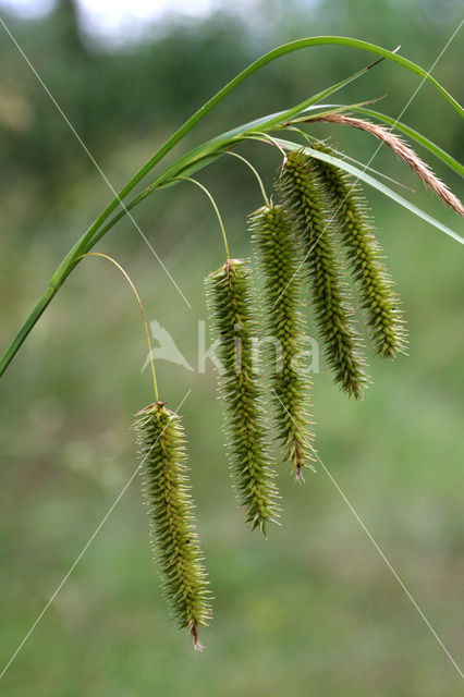 Snavelzegge (Carex rostrata)