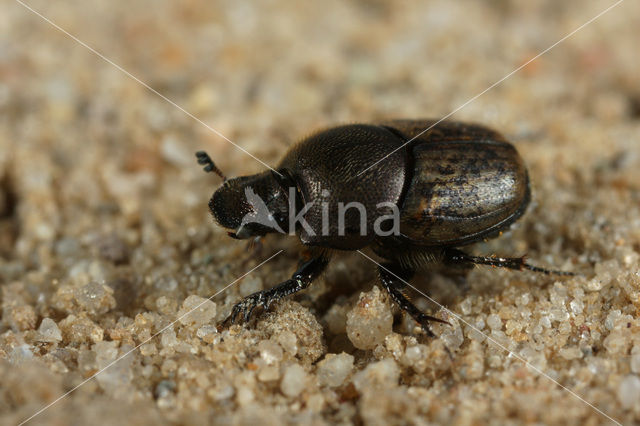 Snuitkever (Onthophagus similis)