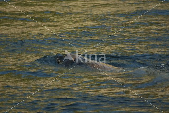 Steller zeeleeuw (Eumetopias jubatus)