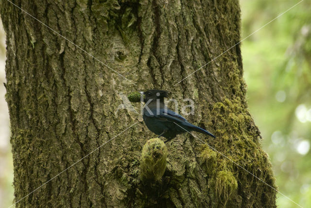 Stellers Gaai (Cyanocitta stelleri)