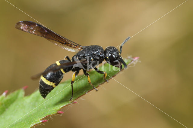 Stenodynerus xanthomelas