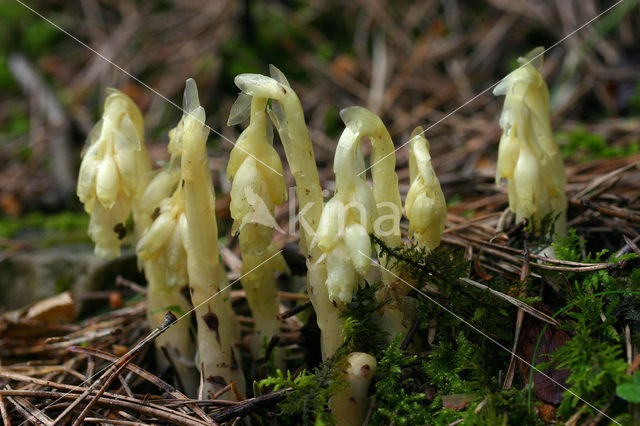 Yellow Bird’s Nest (Monotropa hypopitys)