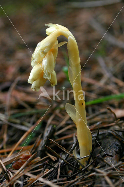 Yellow Bird’s Nest (Monotropa hypopitys)