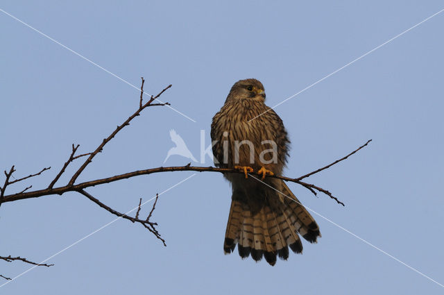 Torenvalk (Falco tinnunculus)