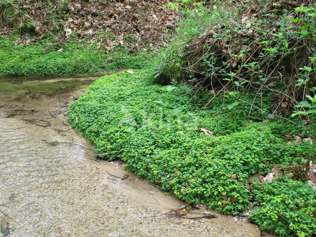 Verspreidbladig goudveil (Chrysosplenium alternifolium)