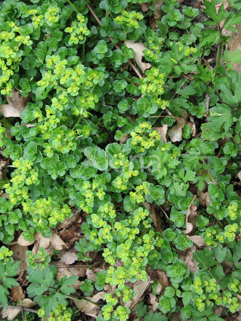 Verspreidbladig goudveil (Chrysosplenium alternifolium)