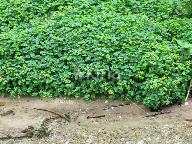 Verspreidbladig goudveil (Chrysosplenium alternifolium)