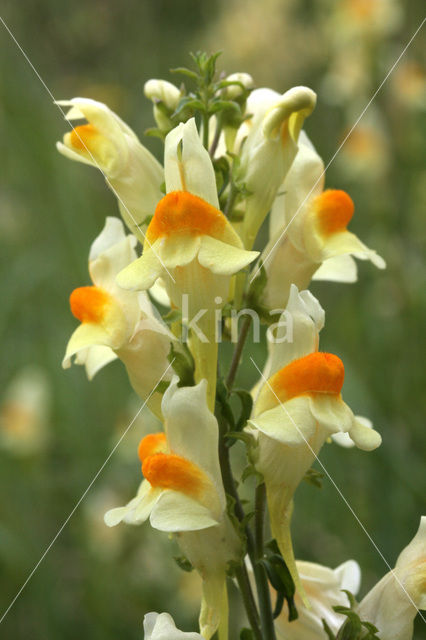 Vlasbekje (Linaria vulgaris)