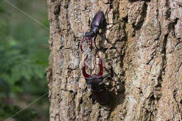 Vliegend hert (Lucanus cervus)