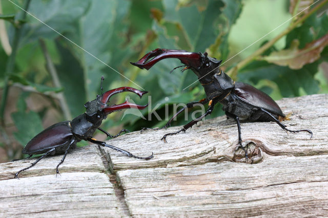 Vliegend hert (Lucanus cervus)