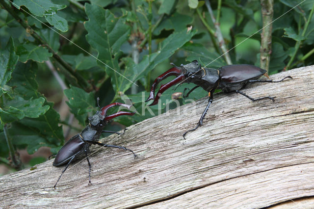 Vliegend hert (Lucanus cervus)