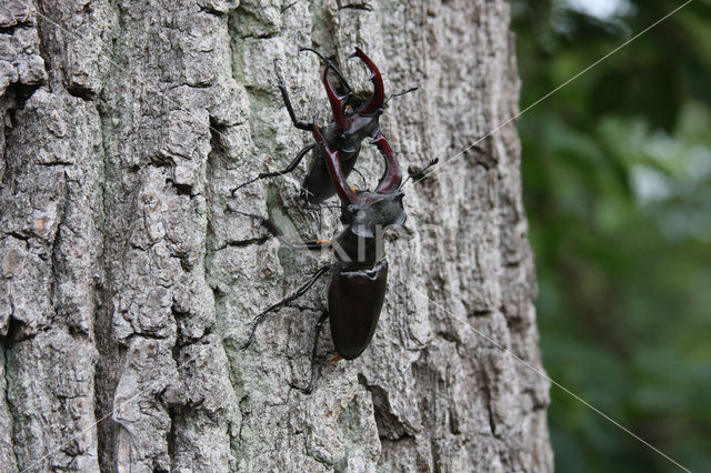 Vliegend hert (Lucanus cervus)