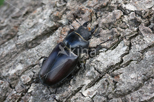 Vliegend hert (Lucanus cervus)