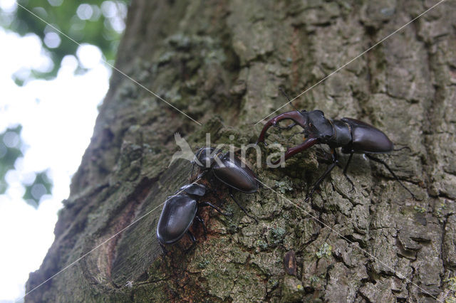 Vliegend hert (Lucanus cervus)