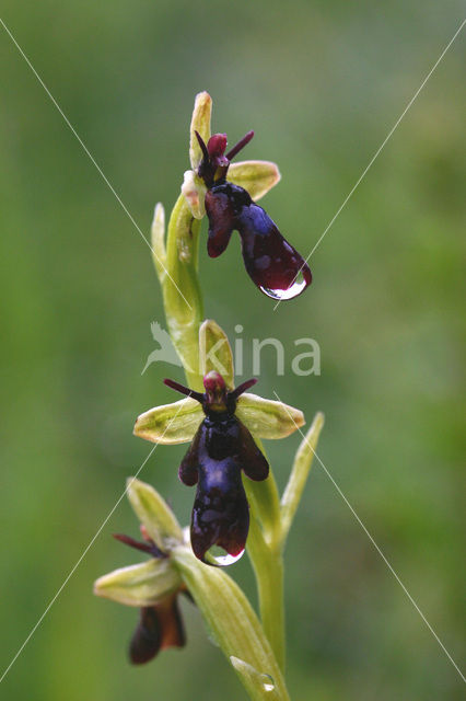 Vliegenorchis (Ophrys insectifera)