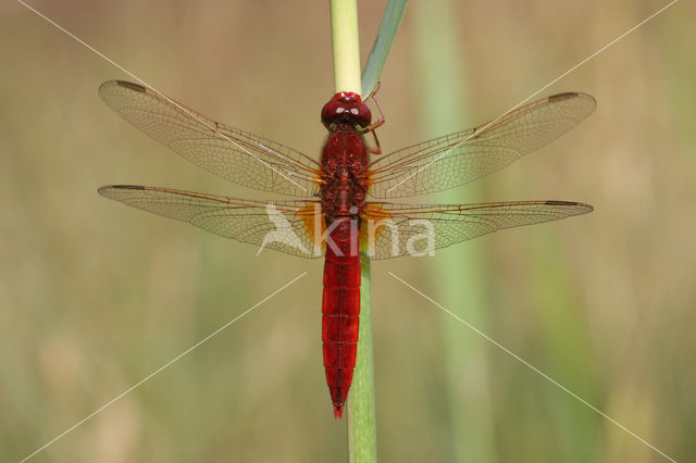 Vuurlibel (Crocothemis erythraea)