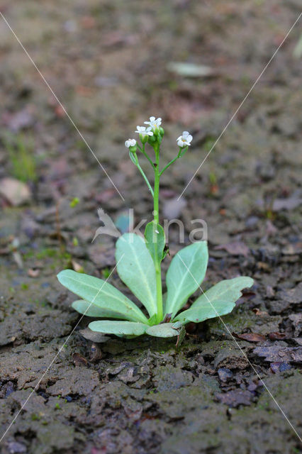 Waterpunge (Samolus valerandi)