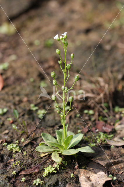 Waterpunge (Samolus valerandi)