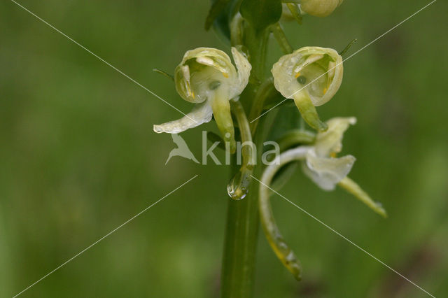 Welriekende nachtorchis (Platanthera bifolia)